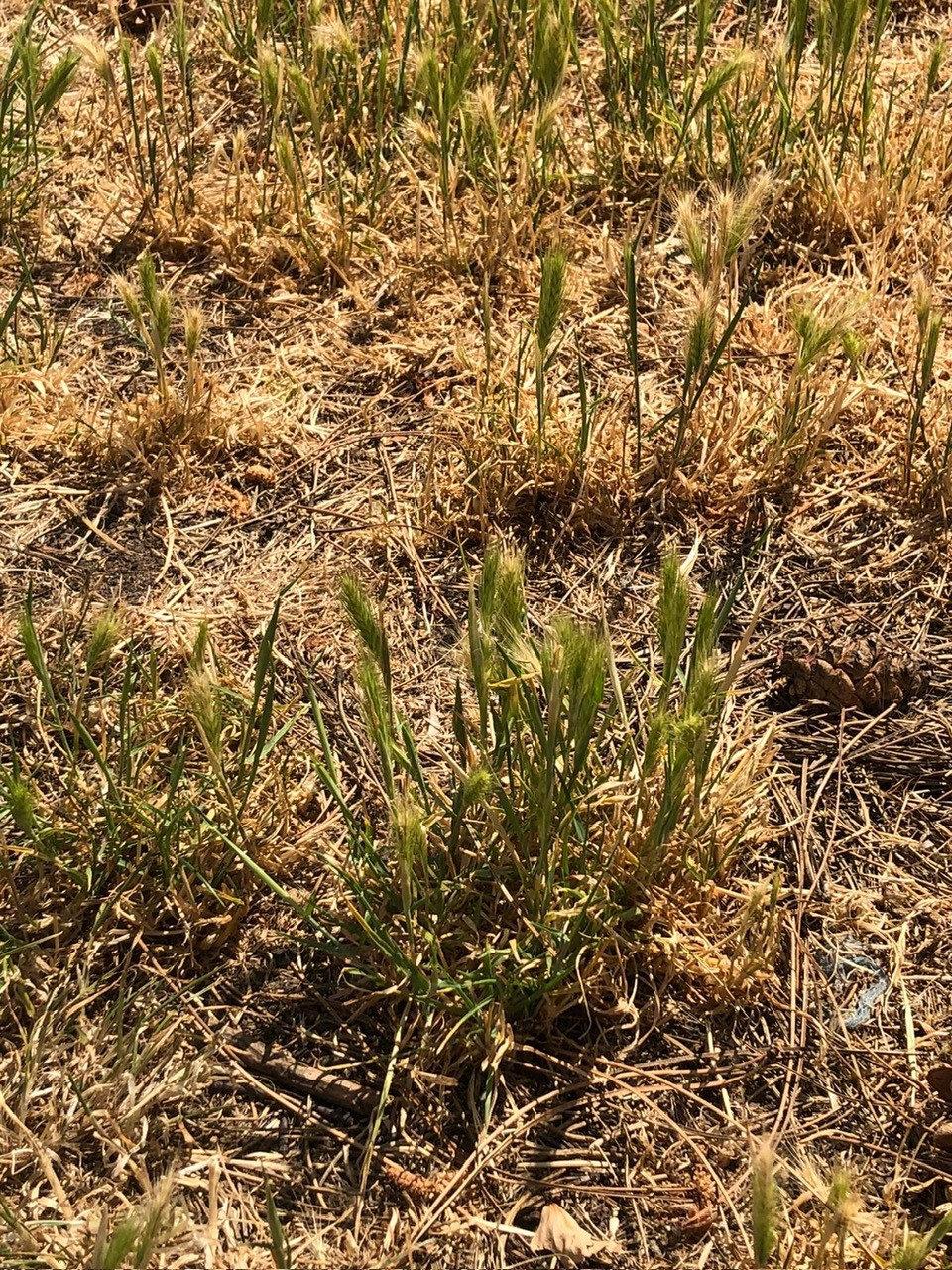 Typický porost s výskytem osin