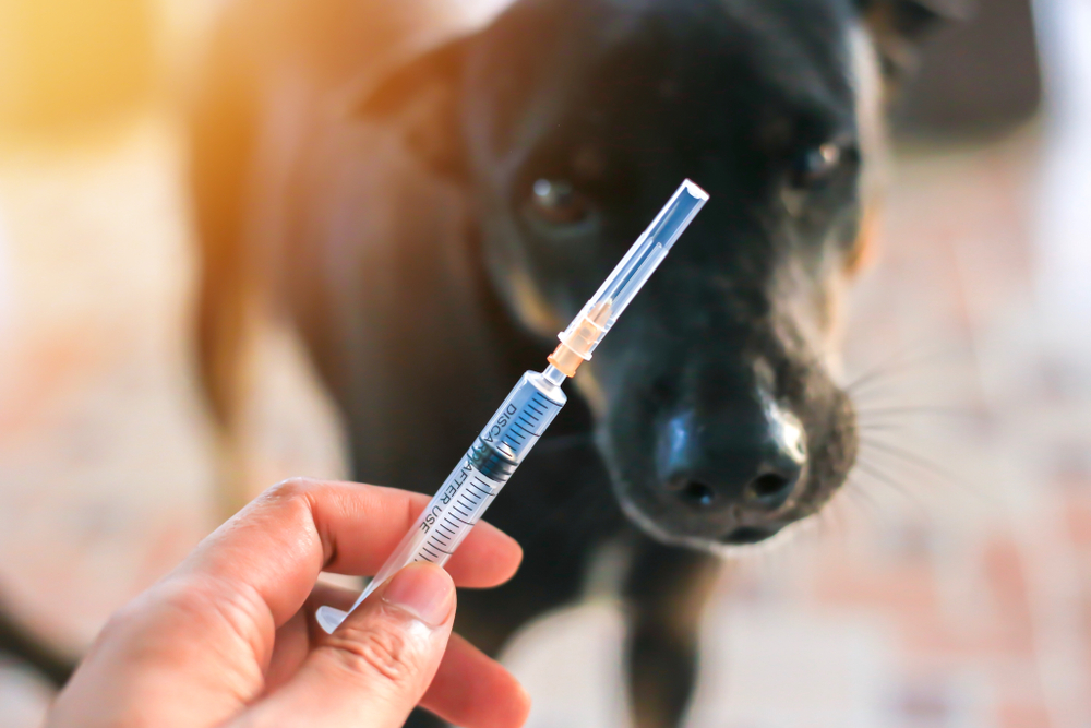 dog injection