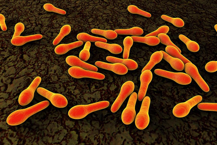 clostridium-tetani-bacteria-kateryna-kon