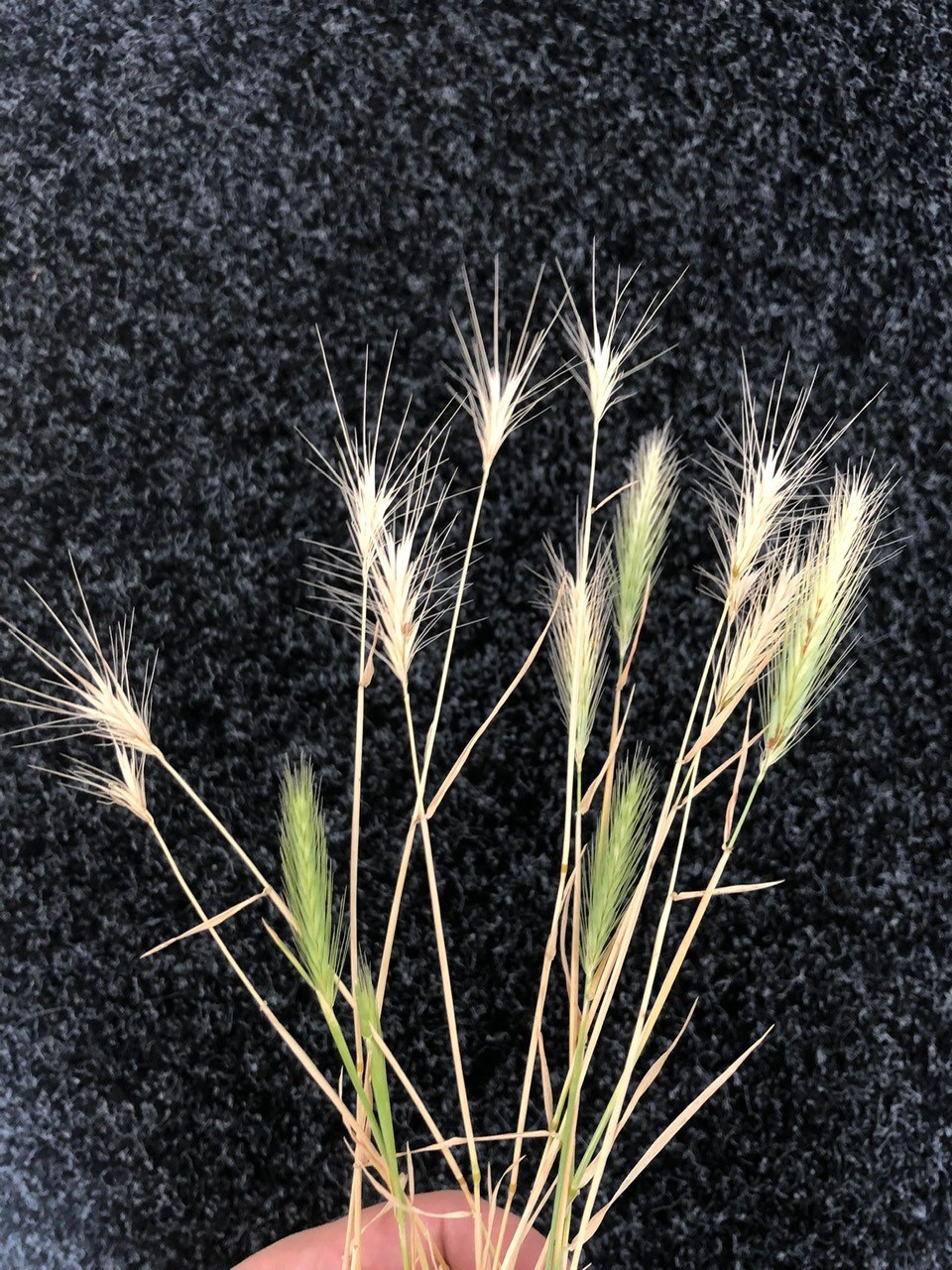 Dozrálé osiny před uvolněním